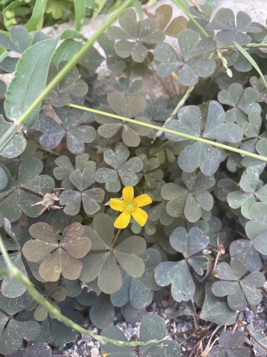 Creeping Woodsorrel