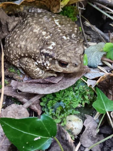 Spiny Toad