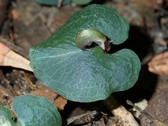Corybas aconitiflorus