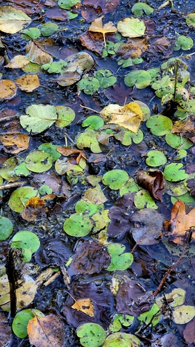 Hydrocharis morsus-ranae, photograph 4