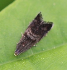 Strophedra nitidana