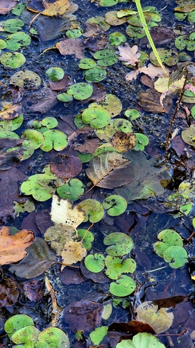 Hydrocharis morsus-ranae, photograph 5