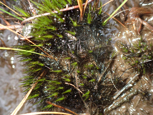 Campylopus atrovirens observed 2026-09-21