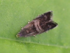 Strophedra nitidana