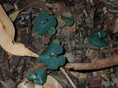 Corybas aconitiflorus