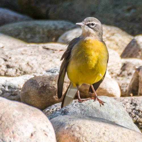 Grey Wagtail