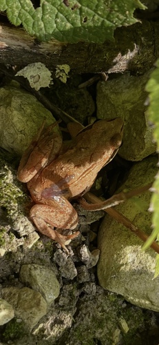 Moor Frog