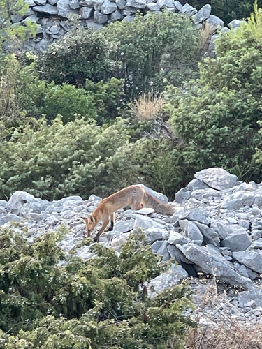 Red Fox