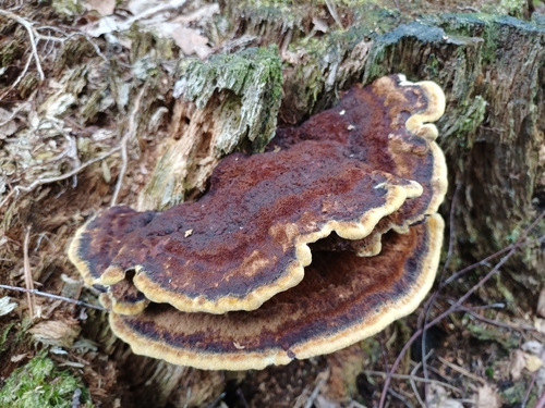 European Dyer's Polypore