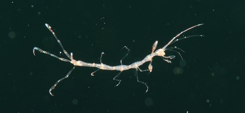 Phtisica marina