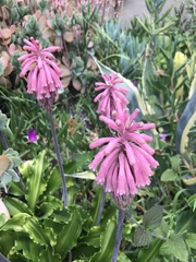 Veltheimia