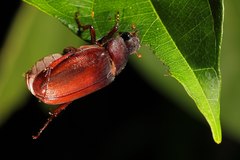 Scarabaeidae