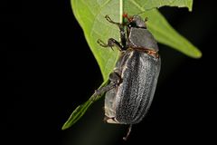 Scarabaeidae