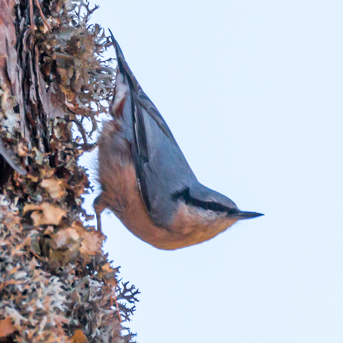 Eurasian Nuthatch