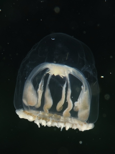 Melicertum octocostatum