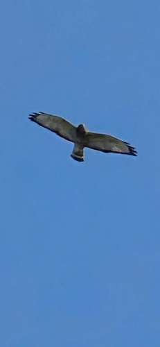 Broad-winged Hawk