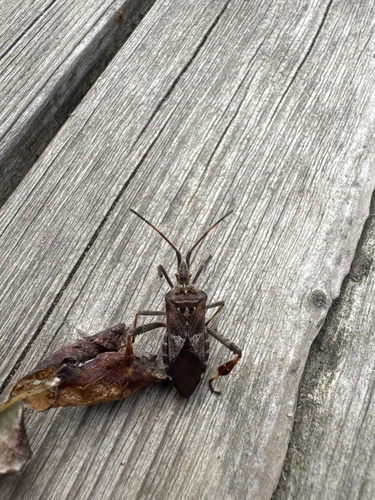 Western Conifer Seed Bug