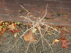 author not stated, no rights reserved Sisymbrium officinale, photograph author not stated, no rights reserved