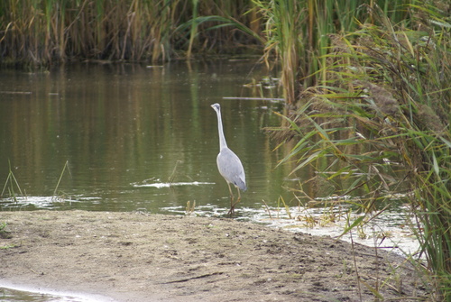 Grey Heron