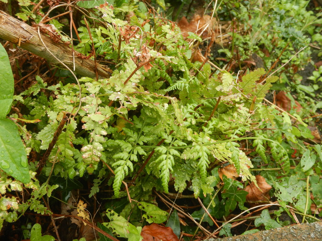 Dryopteris dilatata; photograph author not stated, no rights reserved