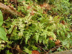Dryopteris dilatata
