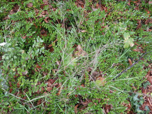 Agrostis stolonifera
