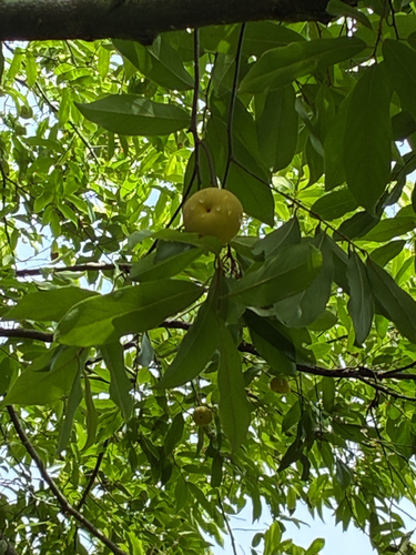 Diospyros decandra, 2026-09-22