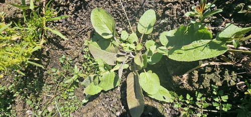 Amphibious Yellowcress
