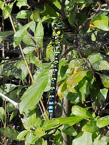 Southern Hawker