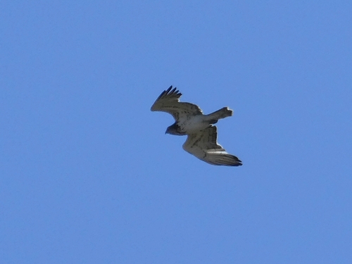 Short-toed Snake-Eagle