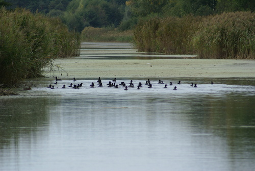 Eurasian Coot