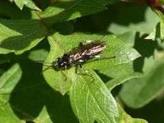 Macrophya albicincta