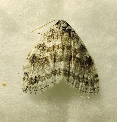 Autumnal Moth