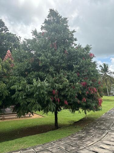 Ceylon ironwood
