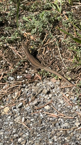 Common Wall Lizard