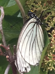 Hestina assimilis assimilis