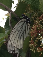 Hestina assimilis assimilis