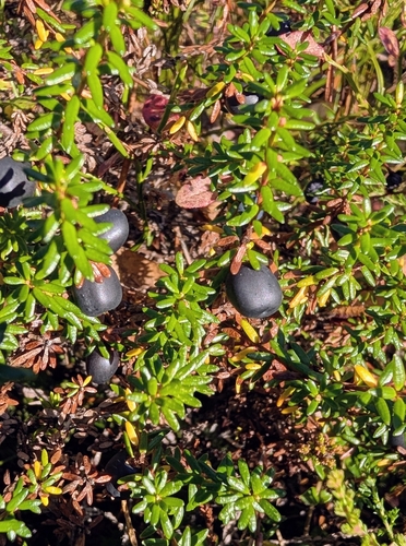 black crowberry