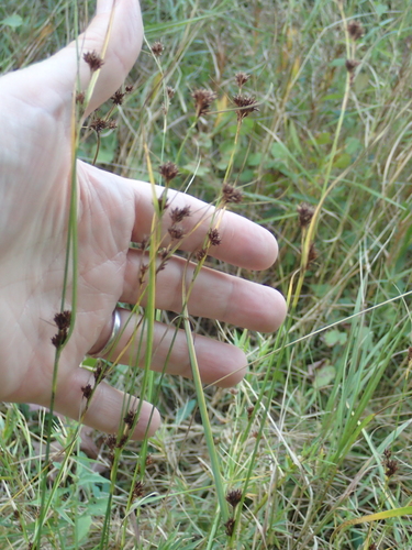 Rhynchospora capitellata