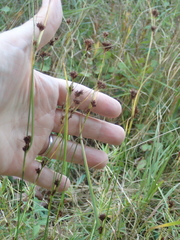 Rhynchospora capitellata