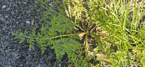 Fine-leaved Water-dropwort