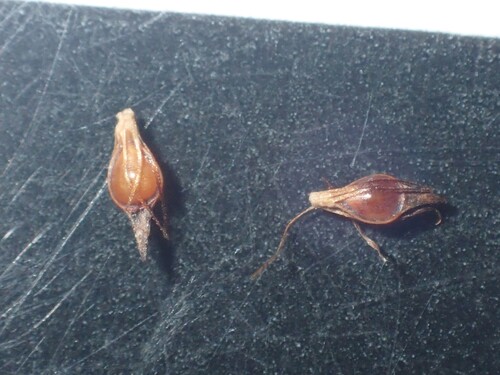Rhynchospora capitellata, photograph 2