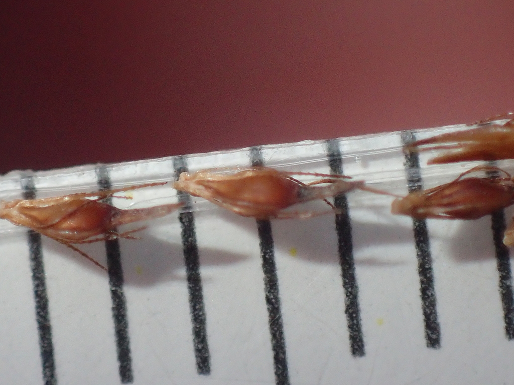Rhynchospora capitellata; photograph (c) John Baur, some rights reserved (CC BY)