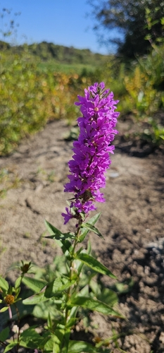 purple loosestrife
