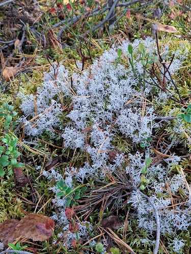 gray reindeer lichen
