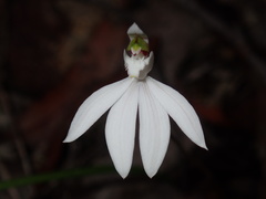 Caladenia picta