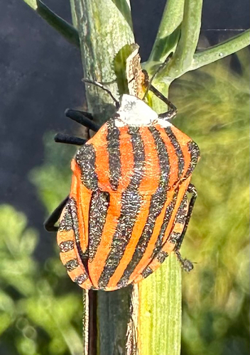 European Striped Shield Bug