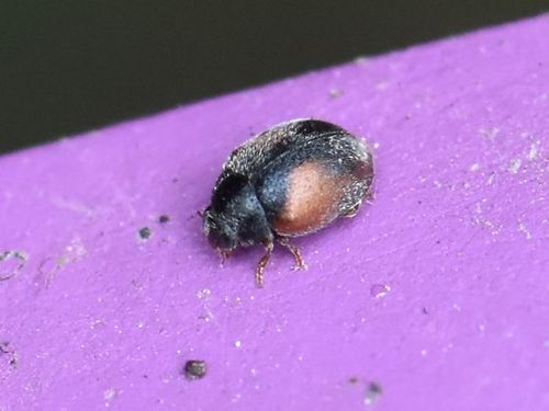 Red-flanked Scymnus, Wijchen, Nederland, photo 5 of 10