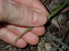 Caladenia picta