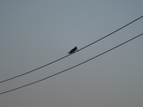 Pied Kingfisher